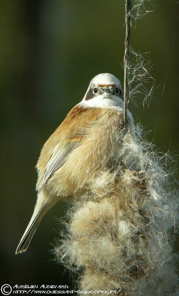 Eurasian Penduline Tit