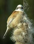 Rémiz penduline