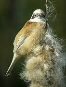 Eurasian Penduline Tit