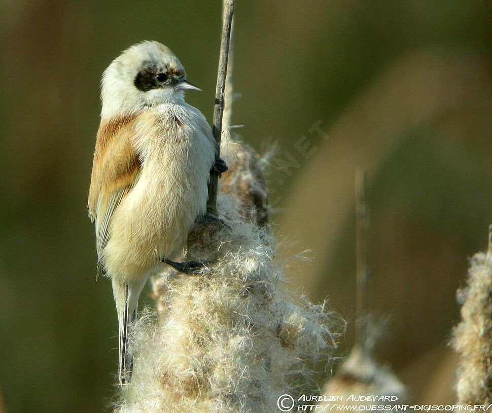 Eurasian Penduline Tit