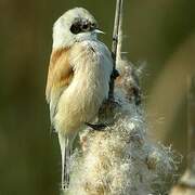 Eurasian Penduline Tit