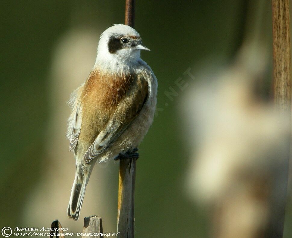 Eurasian Penduline Tit