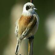 Eurasian Penduline Tit