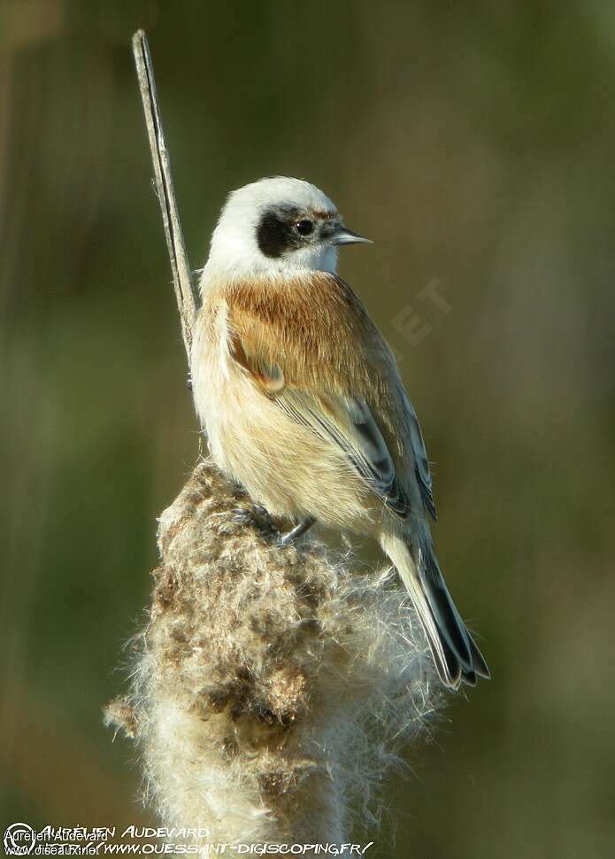 Rémiz penduline mâle 1ère année, identification