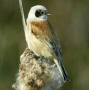 Eurasian Penduline Tit