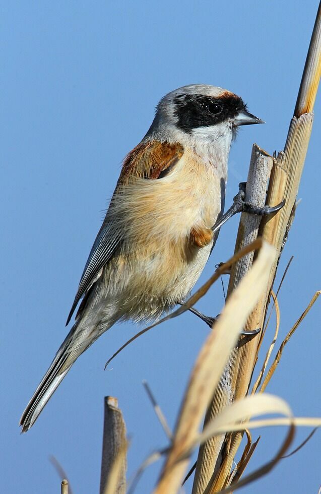 Rémiz penduline mâle adulte nuptial