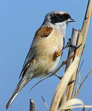 Rémiz penduline