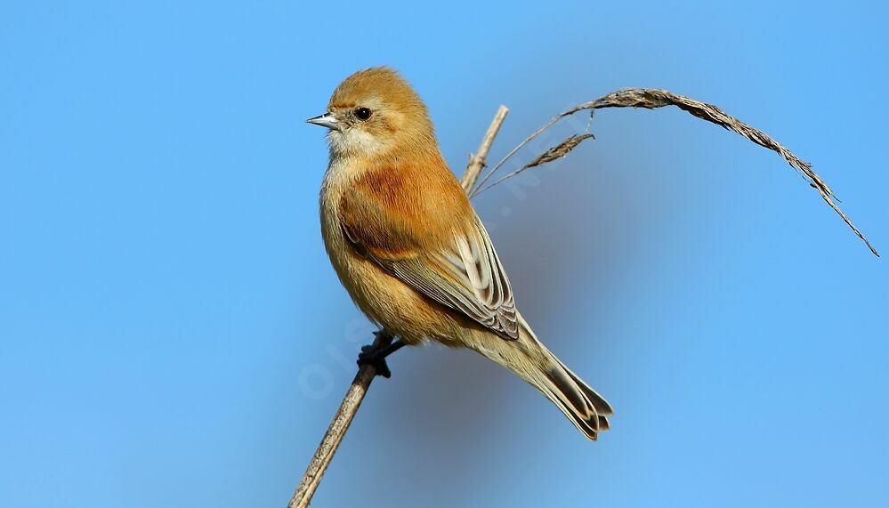 Eurasian Penduline Tit