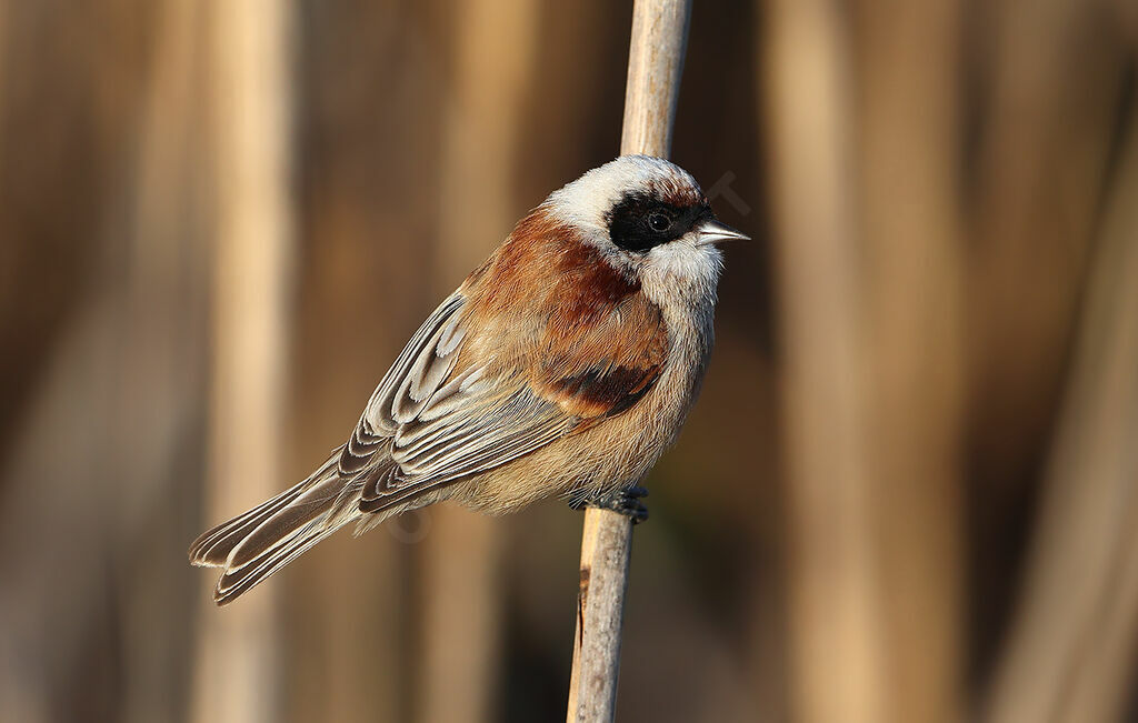 Eurasian Penduline Tit male adult, identification