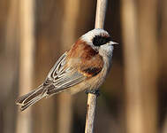 Rémiz penduline