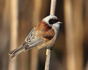 Rémiz penduline