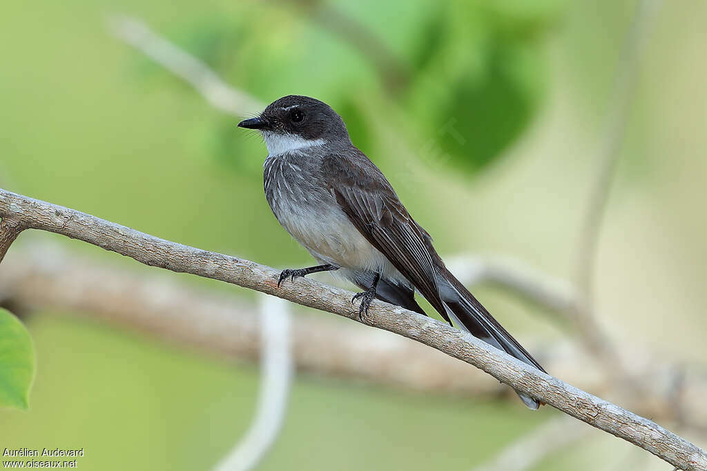 Rhipidure à ventre chamoisadulte, identification