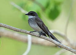 Northern Fantail