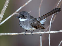 Northern Fantail