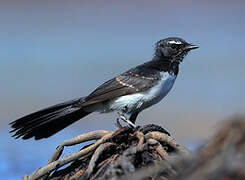 Willie Wagtail