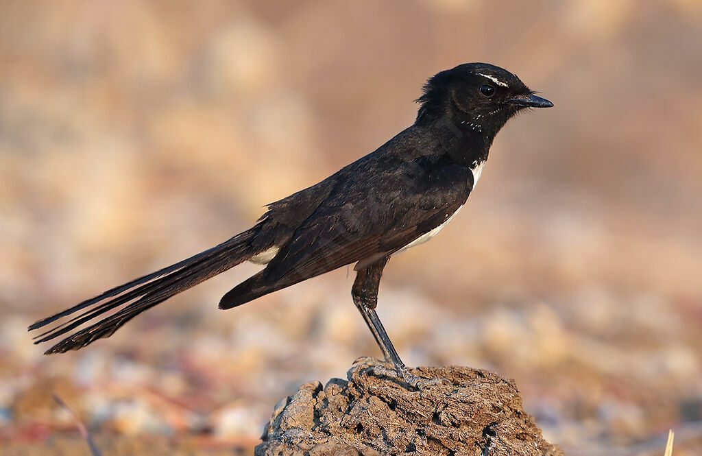 Willie Wagtailadult, identification