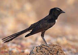 Willie Wagtail