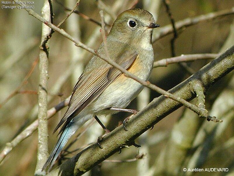 Red-flanked Bluetail