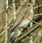 Robin à flancs roux