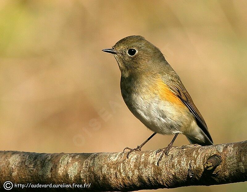 Robin à flancs roux1ère année, identification