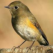 Red-flanked Bluetail