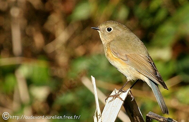 Robin à flancs rouxjuvénile