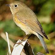 Red-flanked Bluetail