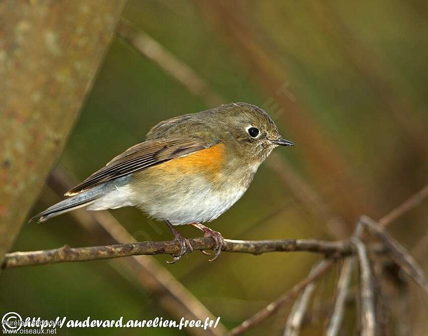 Robin à flancs roux1ère année, identification