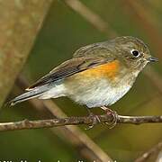 Red-flanked Bluetail