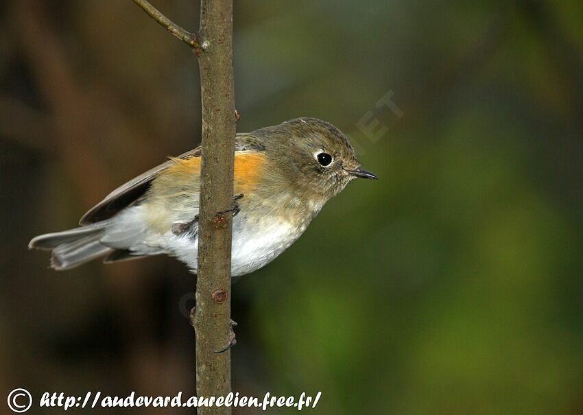 Robin à flancs roux