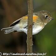 Red-flanked Bluetail