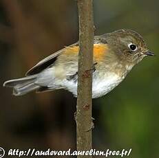 Robin à flancs roux