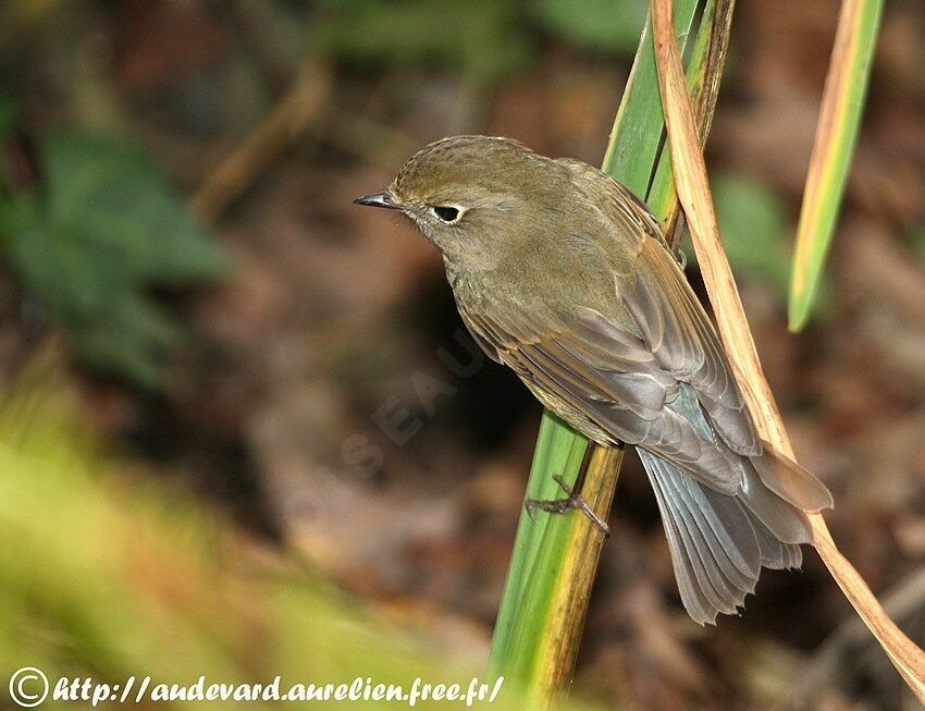 Red-flanked Bluetail