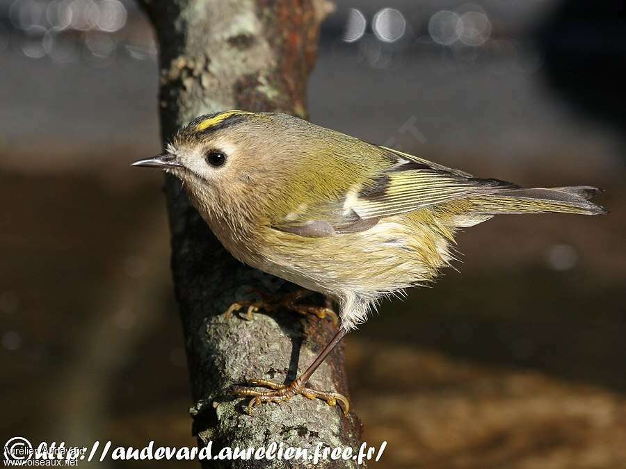 Goldcrest female adult, identification