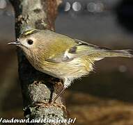 Goldcrest