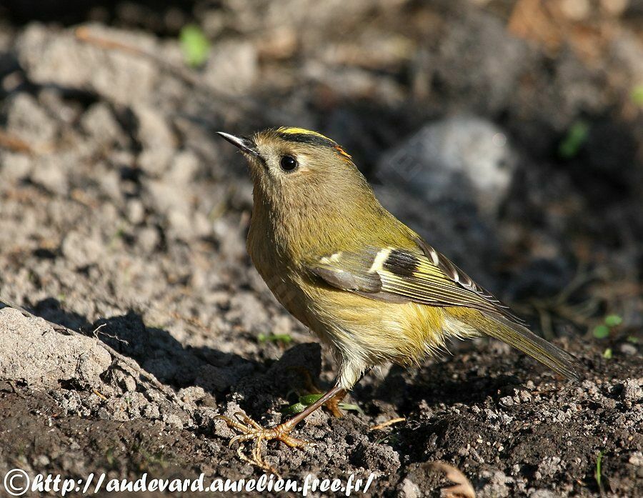 Goldcrest