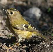 Goldcrest