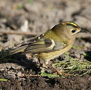 Goldcrest