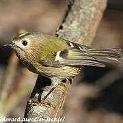 Goldcrest