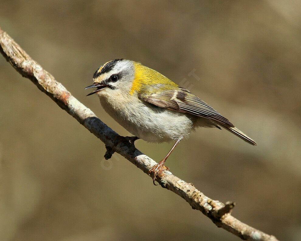 Common Firecrest