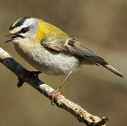 Common Firecrest