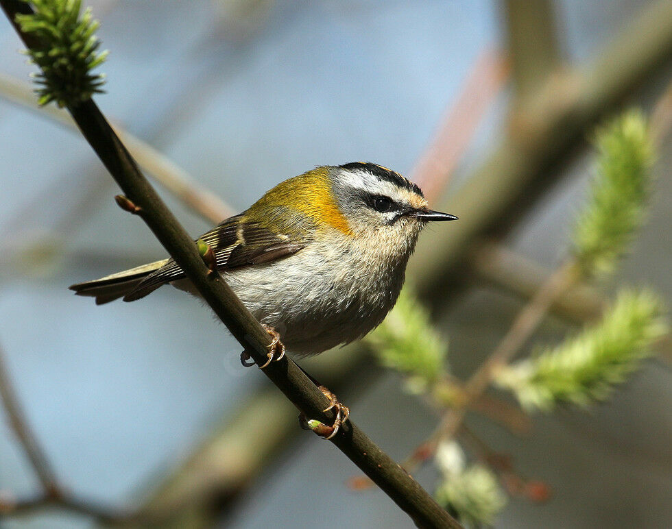 Common Firecrest male adult breeding, identification