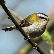 Common Firecrest