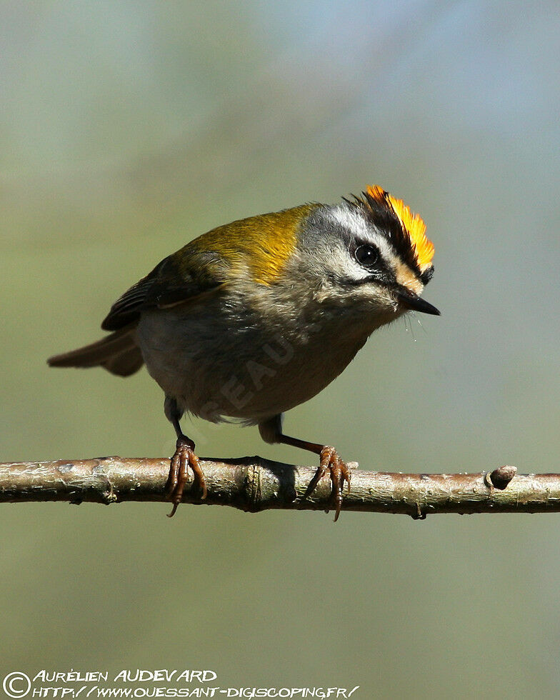 Common Firecrest