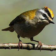 Common Firecrest