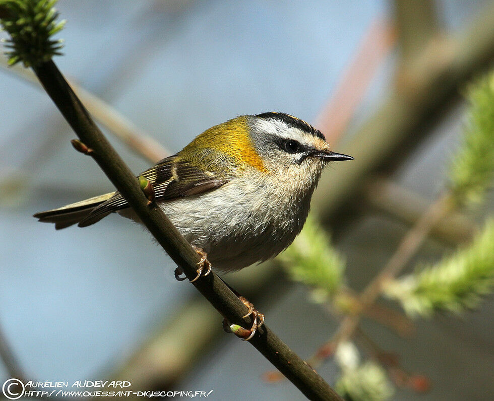 Common Firecrest