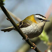 Common Firecrest