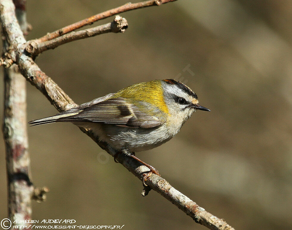 Common Firecrest