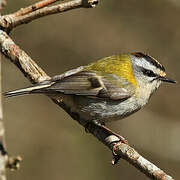 Common Firecrest