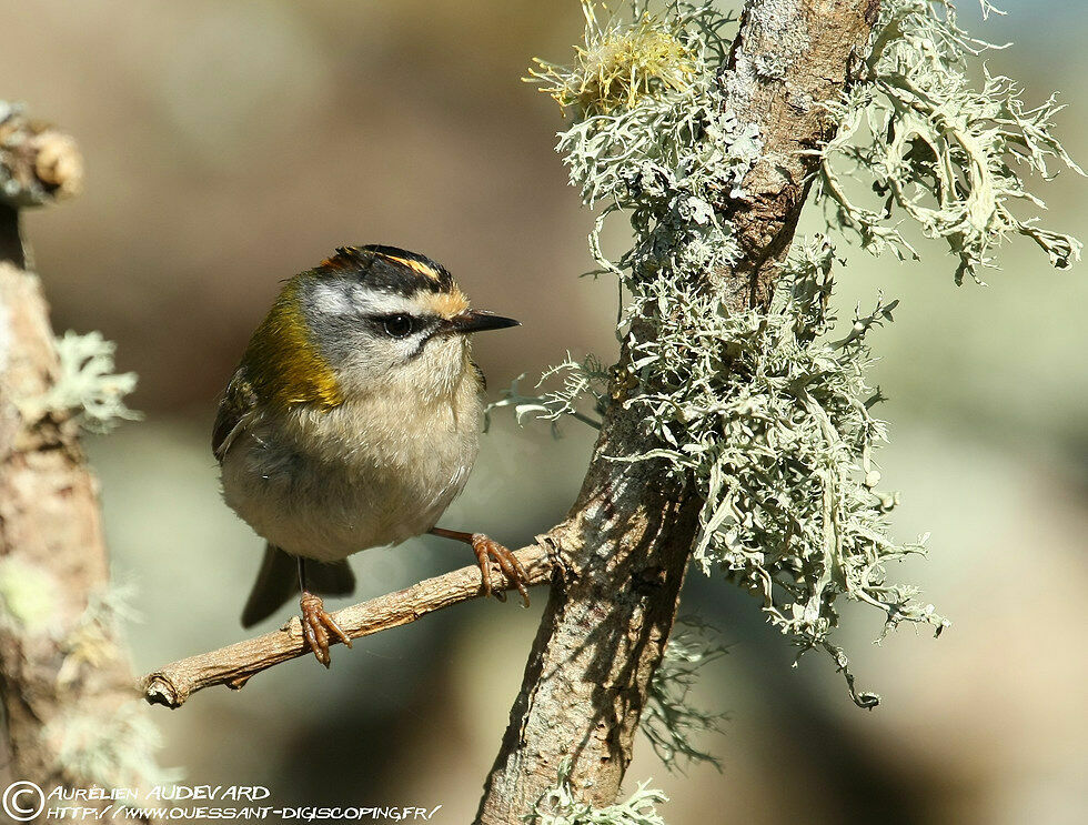 Common Firecrest